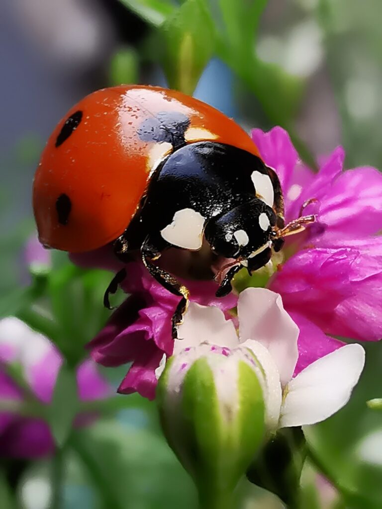 Ladybug_serendipity